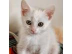 Adopt Alabaster a Domestic Short Hair