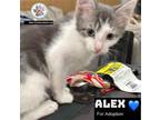 Adopt Alex a Domestic Short Hair