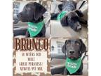 Adopt Bronco a Great Pyrenees, Newfoundland Dog