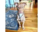 Adopt Toffee a American Staffordshire Terrier, Siberian Husky