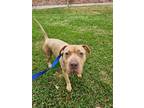 Adopt Donte a Pit Bull Terrier