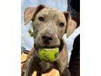 Adopt Wallie a Pit Bull Terrier