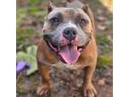 Adopt King a Pit Bull Terrier, American Bully