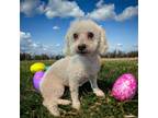 Adopt Willie a Poodle, Bichon Frise