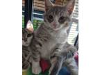 Adopt Thin Mint Cookie Bear a Domestic Short Hair, Tabby