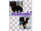 Adopt Midnight a Domestic Medium Hair