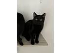 Adopt Titan a Domestic Short Hair