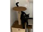 Adopt Cobalt a Domestic Short Hair