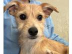 Adopt Chad a Border Terrier, Jack Russell Terrier