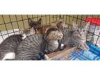 Adopt Kittens a Domestic Short Hair