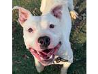 Adopt Jordi a Pit Bull Terrier