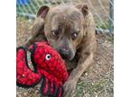 Adopt Joe a American Staffordshire Terrier