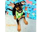 Adopt Captain a Black and Tan Coonhound, Shepherd