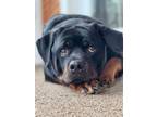 Adopt Killian a Rottweiler