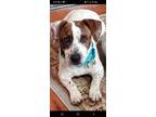 Adopt Chase a Jack Russell Terrier