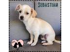 Adopt Sebastian a Pomeranian