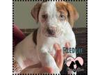Adopt Freddie a Boxer, Australian Cattle Dog / Blue Heeler