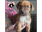 Adopt Toby a Boxer, Australian Cattle Dog / Blue Heeler