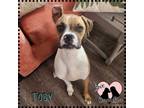 Adopt Toby a Boxer