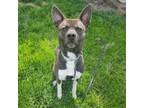 Adopt Chance a Akita