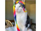 Adopt Rey a American Shorthair