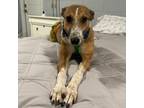 Adopt John a Greyhound