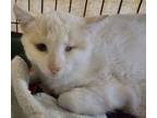 Adopt Patch a Siamese