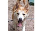 Adopt Tobi a Shiba Inu, Siberian Husky