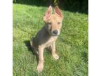 Adopt Astro a German Shepherd Dog, Labrador Retriever