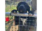 Adopt Sherlock Bones a Black Labrador Retriever, Mixed Breed