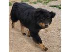 Adopt Samson a Border Collie, Mixed Breed