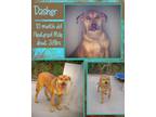 Adopt Dasher a Labrador Retriever, Coonhound