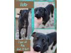 Adopt Victor a Black Labrador Retriever, Great Dane