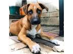 Adopt Jacques Cousteau a Boxer, German Shepherd Dog
