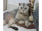 Adopt Cloud a Scottish Fold