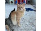 Adopt Marley a Maine Coon