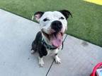 Adopt Oslo a Pit Bull Terrier, American Staffordshire Terrier