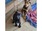 Adopt Mochi a Rottweiler, Black Labrador Retriever
