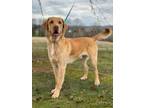 Adopt Eli a Retriever, Yellow Labrador Retriever