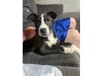 Adopt Midnight a Australian Shepherd, Pit Bull Terrier