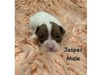 Adopt Jasper a Pit Bull Terrier