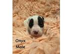 Adopt Onyx a Pit Bull Terrier