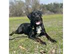 Adopt Tebow a Labrador Retriever