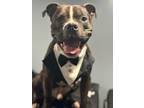 Adopt Ruger a Boxer