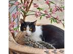 Adopt Marley a Domestic Short Hair