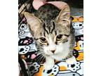 Adopt Arlo a Domestic Short Hair