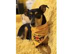 Adopt Leon a Miniature Pinscher