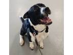 Adopt Goose a Border Collie