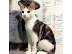 Adopt David a American Shorthair