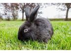 Adopt Breeze a Hotot